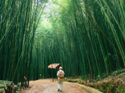 Lifestyle - Cách Hà Nội 300km có khu rừng kỳ bí, hút khách du lịch thập phương vì vẻ đẹp tựa tranh vẽ, nơi nào check-in cũng đẹp!