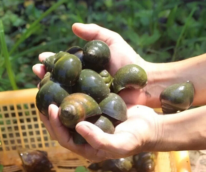 Sở dĩ được nhiều người ví von “hiền như cục đất” là vì ốc nhồi có đặc tính dễ nuôi, không yêu cầu điều kiện chăm sóc phức tạp.