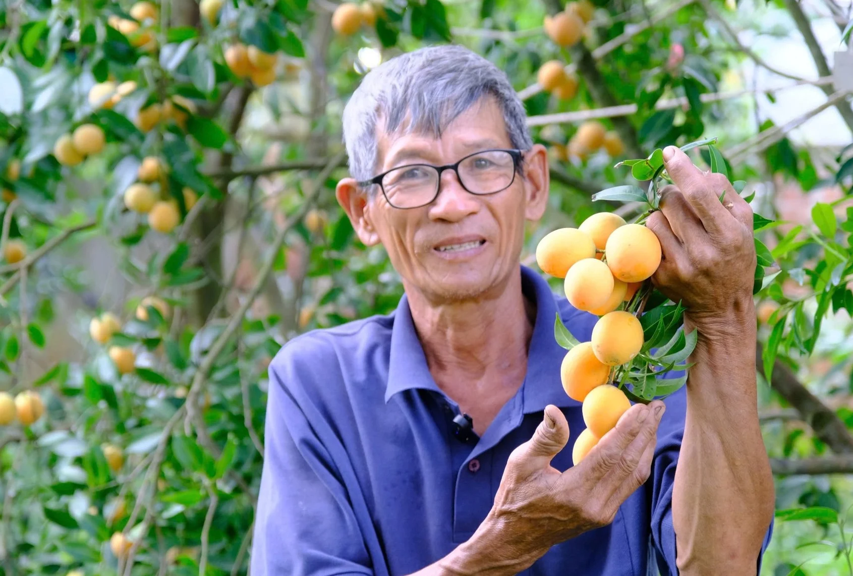 Ông Cập lựa chọn giống thanh trà ngọt nguồn gốc ở vùng núi Hà Tiên (Kiên Giang), sau khi canh tác cho lại năng suất ổn định, độ ngọt, thơm dễ chịu.