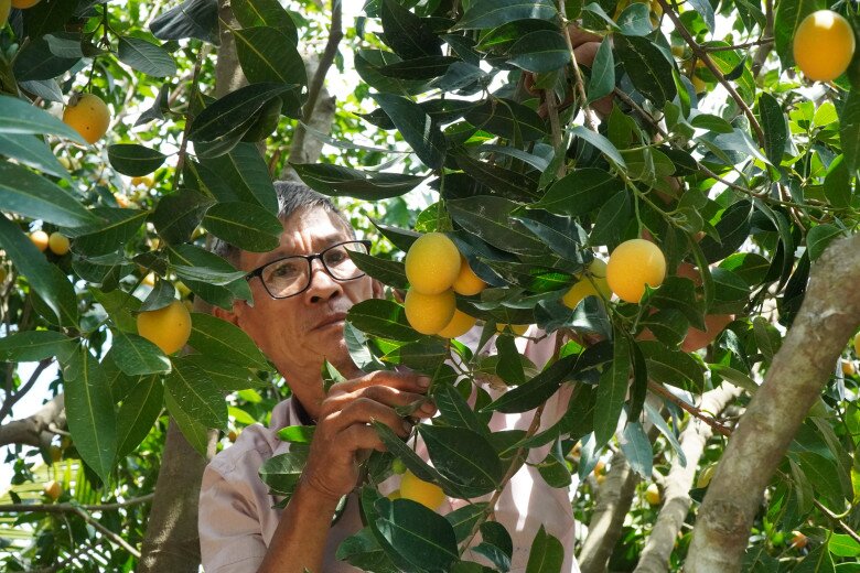 Thanh trà ngọt có mức giá cao hơn nhiều so với giống thanh trà chua mà hiện nay lại ít nhà vườn canh tác nên loại trái này có hiệu quả kinh tế cao, giúp người nông dân thu về lợi nhuận lên đến trăm triệu mỗi năm.