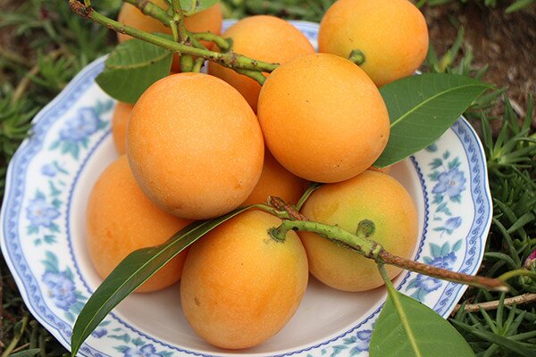 Ông Cập cho biết thanh trà ngọt cũng nhiều dòng, chủng loại khác nhau. Lúc đầu, một số hộ dân khác phát hiện ra cây thanh trà ngọt nhưng năng suất thấp nên không muốn trồng, nhân rộng. 