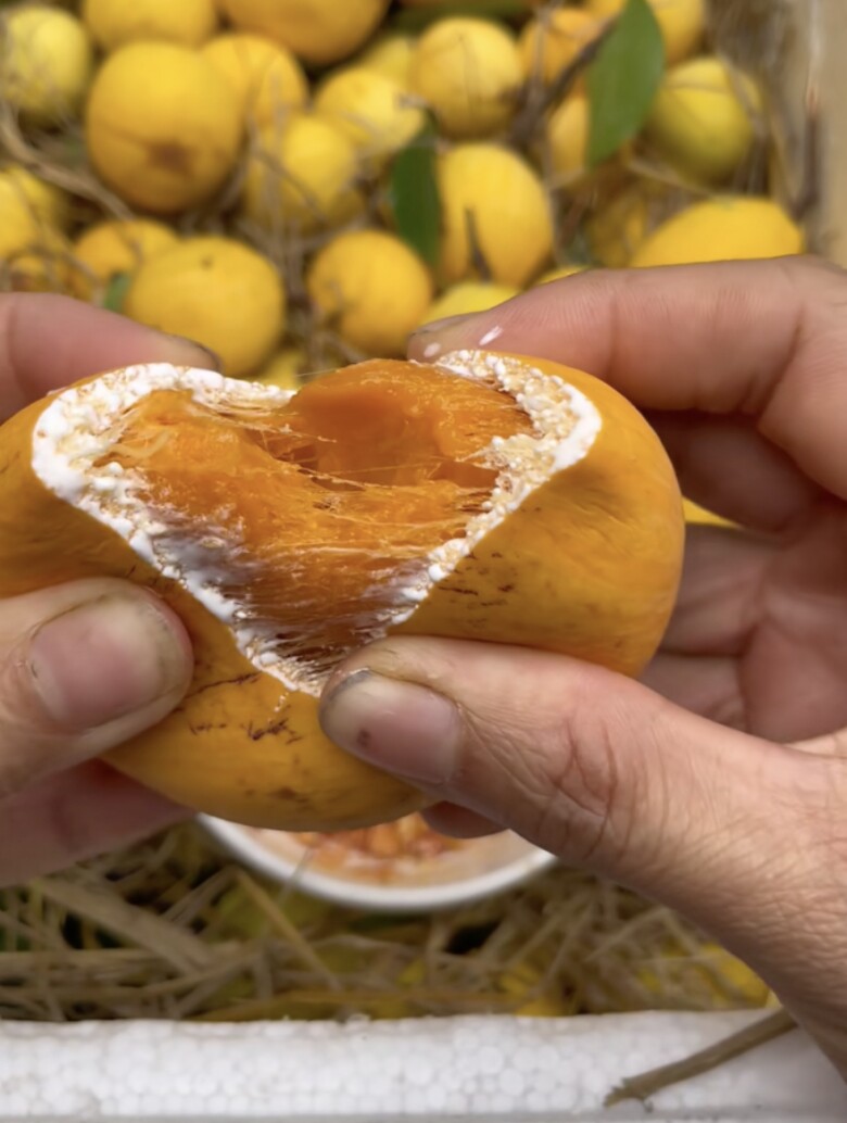 Với vị chua thanh kích thích vị giác nên trái gùi thu hút sự chú ý của tín đồ mê ẩm thực thiên nhiên và đặc biệt là phái nữ.