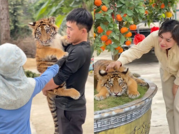 "Idol mới nổi" gọi tên Ngao, là chúa sơn lâm nhưng vẻ ngoại nũng nịu, "chiến thần ngoại giao" hút khách du lịch về Nghệ An