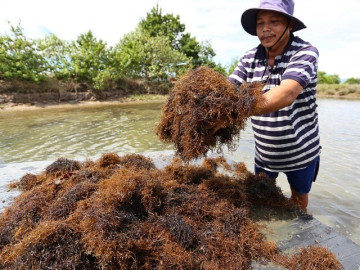 Người dân vùng biển kiếm thu nhập khủng nhờ lộc trời, mọc la liệt trong đầm nước lợ, cứ vớt là có tiền triệu/ngày