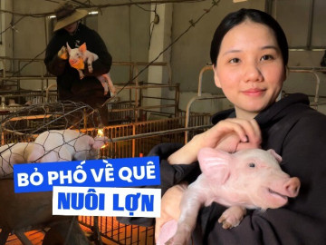 Cô gái Lâm Đồng nộp đơn nghỉ việc, “bỏ phố về quê” để làm nông dân, quản lý đàn lợn 200 con của gia đình