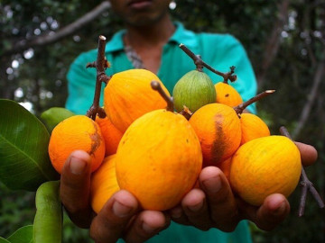 Về An Giang thưởng thức loại quả được ví như măng cụt rừng, vị chua ngọt đặc trưng, thích hợp giải nhiệt mùa hè