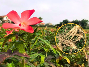 Trồng cây mọc dại hóa ra là báu vật, từ lá đến củ đều hái ra tiền, anh nông dân Hà Tĩnh đổi đời