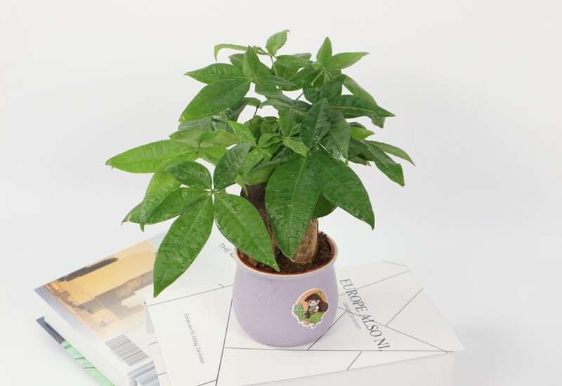 1. Cây kim ngân có dáng cao lớn, vững chãi, tán lá xòe rộng duyên dáng và xanh quanh năm. Loài cây này không chỉ có giá trị thẩm mỹ cao mà còn rất phù hợp để trang trí phòng khách hay phòng làm việc. 