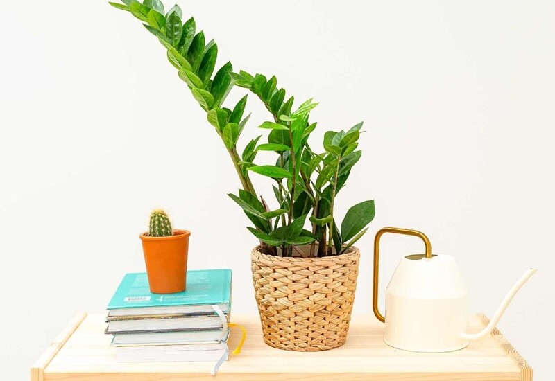 1. Cây kim tiền là lựa chọn hàng đầu cho bàn làm việc nhờ dáng cây gọn gàng, lá xanh mướt và bóng bẩy. Trong phong thủy, cây tượng trưng cho tài lộc, thịnh vượng và phát đạt, rất phù hợp với người làm kinh doanh hoặc công việc văn phòng. 