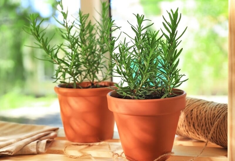 1. Không chỉ là một loại gia vị quen thuộc, hương thảo còn được biết đến là “kẻ thù” của muỗi. Tinh dầu của nó tỏa ra mùi thơm đặc trưng, khiến muỗi phải tránh xa. 