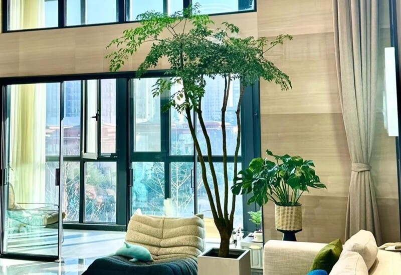 1. Cây hạnh phúc sở hữu tán lá xanh bóng, dày và mọc tầng tầng lớp lớp, tạo cảm giác sinh động, đầy sức sống. Thân cây chắc khỏe, dáng vững chãi, thích hợp đặt ở góc phòng khách hoặc gần sofa để tôn thêm vẻ sang trọng cho không gian.