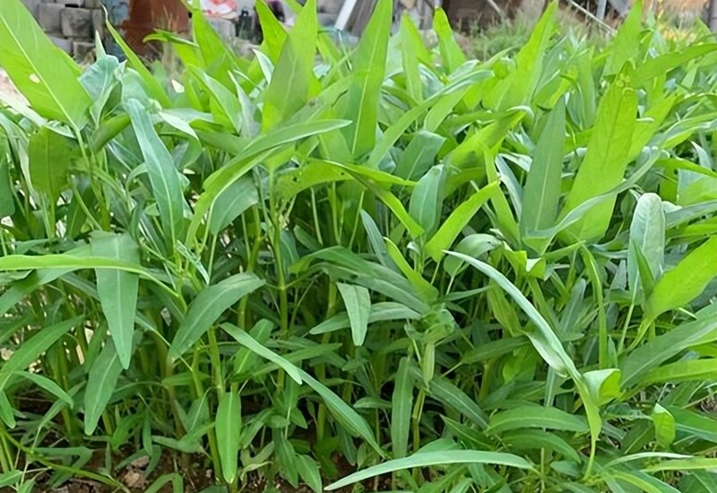 1. Rau muống được mệnh danh là “vua chịu nóng”, chỉ cần trên 25℃ là phát triển như vũ bão. Đất trồng không cần quá đặc biệt, chỉ cần đất vườn trộn thêm phân hữu cơ hoai mục là được. 