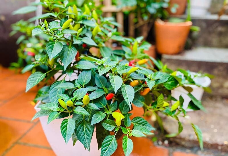 1. Ớt là loại cây thân thảo dễ trồng, chỉ cần đất tơi xốp, đủ nắng là cây đã cho trái quanh năm. Lá ớt non có thể luộc, nấu canh hoặc xào với thịt, còn quả ớt là gia vị không thể thiếu trong các món ăn Việt. 