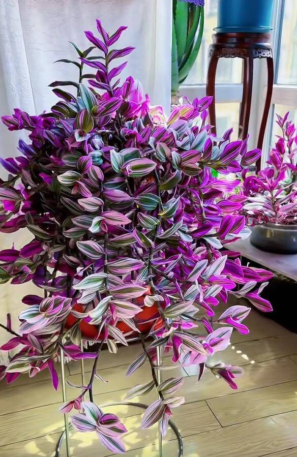 10X trồng loại cỏ dại xưa chỉ cho lợn ăn làm cảnh, không ngờ đẹp hơn trầu bà - 2