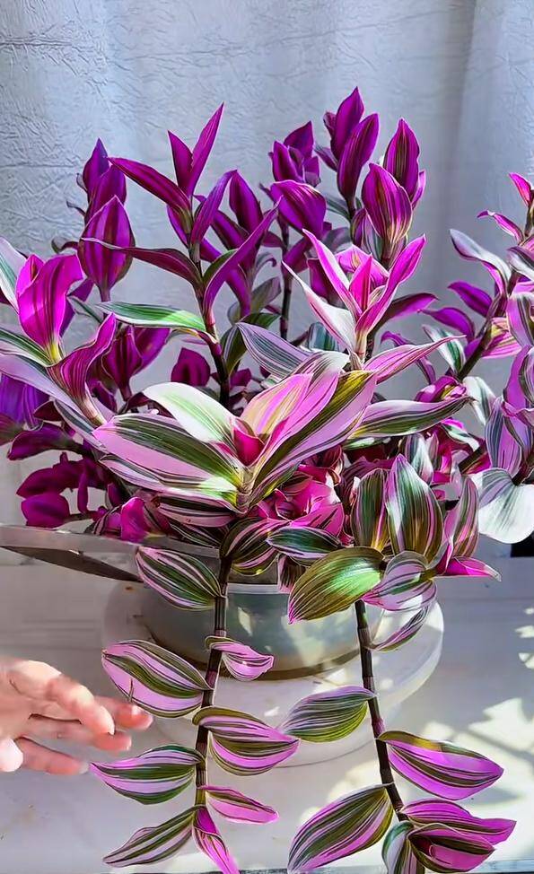 10X trồng loại cỏ dại xưa chỉ cho lợn ăn làm cảnh, không ngờ đẹp hơn trầu bà - 8