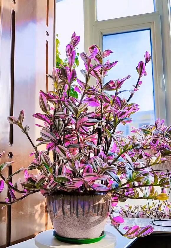 10X trồng loại cỏ dại xưa chỉ cho lợn ăn làm cảnh, không ngờ đẹp hơn trầu bà - 9