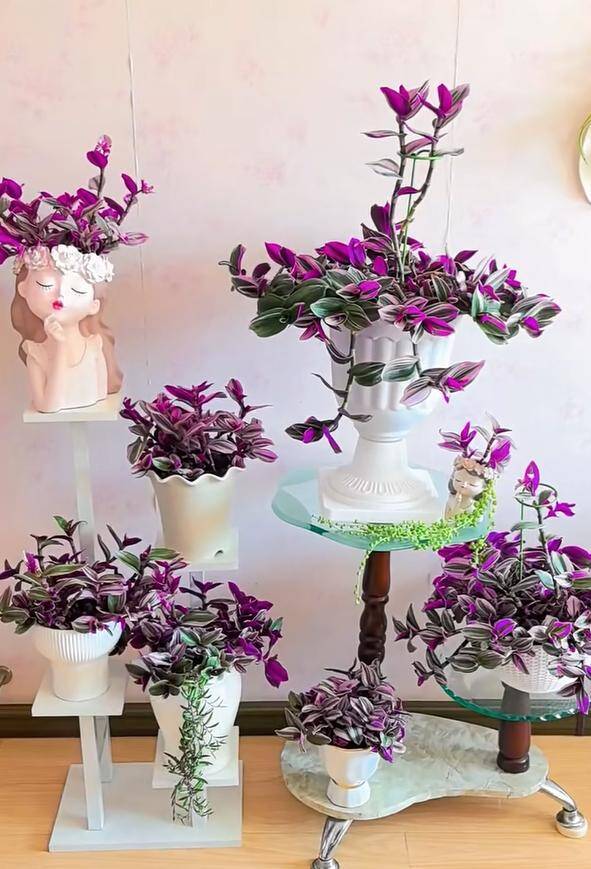 10X trồng loại cỏ dại xưa chỉ cho lợn ăn làm cảnh, không ngờ đẹp hơn trầu bà - 3