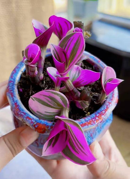 10X trồng loại cỏ dại xưa chỉ cho lợn ăn làm cảnh, không ngờ đẹp hơn trầu bà - 12