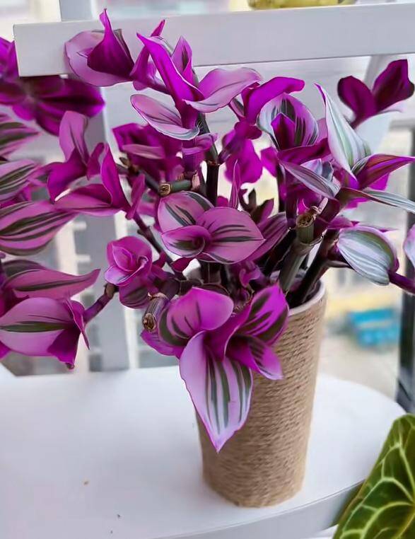 10X trồng loại cỏ dại xưa chỉ cho lợn ăn làm cảnh, không ngờ đẹp hơn trầu bà - 11