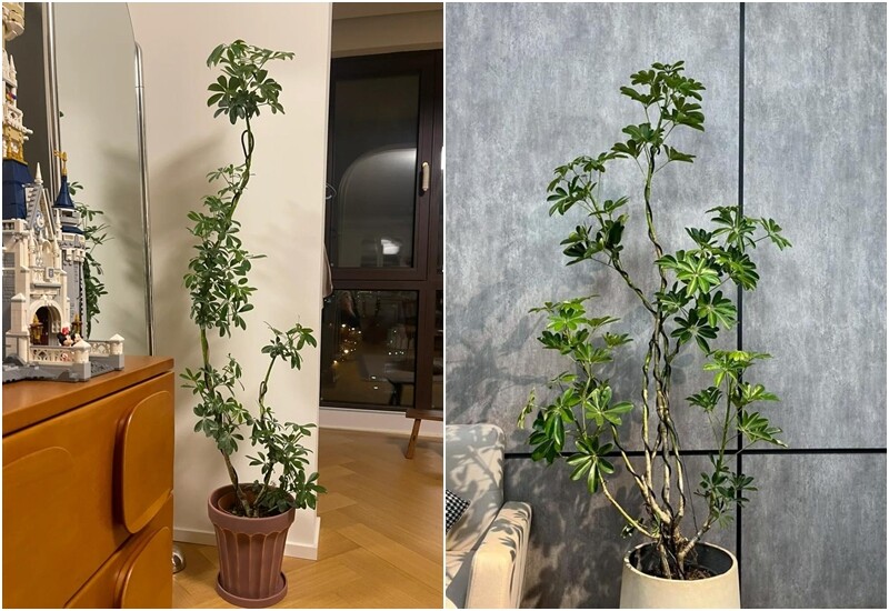 Về chăm sóc, cây ưa nơi sáng nhẹ, tránh nắng gắt. Nên tưới nước đều đặn 1–2 lần/tuần vào mùa xuân và thu, hè tưới hằng ngày, đông thì 5–7 ngày/lần. Đất cần ẩm nhưng không úng. Bón phân tổng hợp nhẹ 1–2 lần/ tháng, ngưng bón nếu thời tiết quá lạnh. 