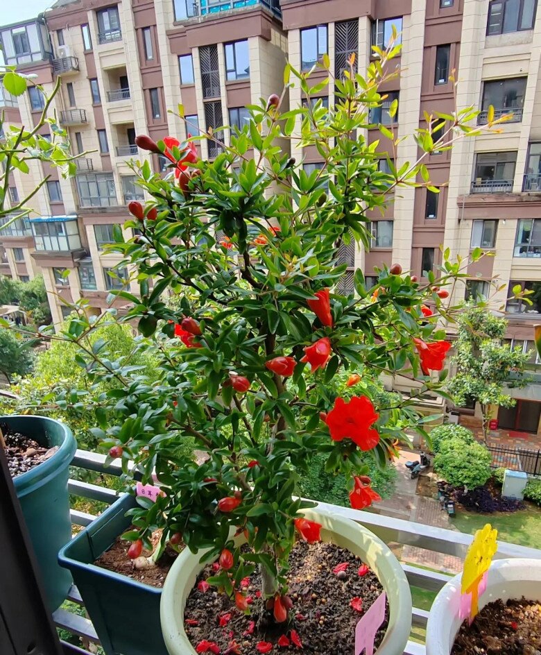 4 cây “giữ nhà” sống thọ trăm năm, càng già càng có giá trị, trong nhà có một chậu, con cháu được hưởng phúc - 6