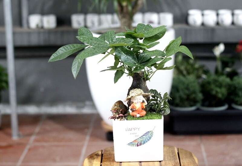Đặt 1 trong 15 cây cảnh này lên bàn làm việc, công việc lên như diều gặp  gió, tài lộc dồi dào