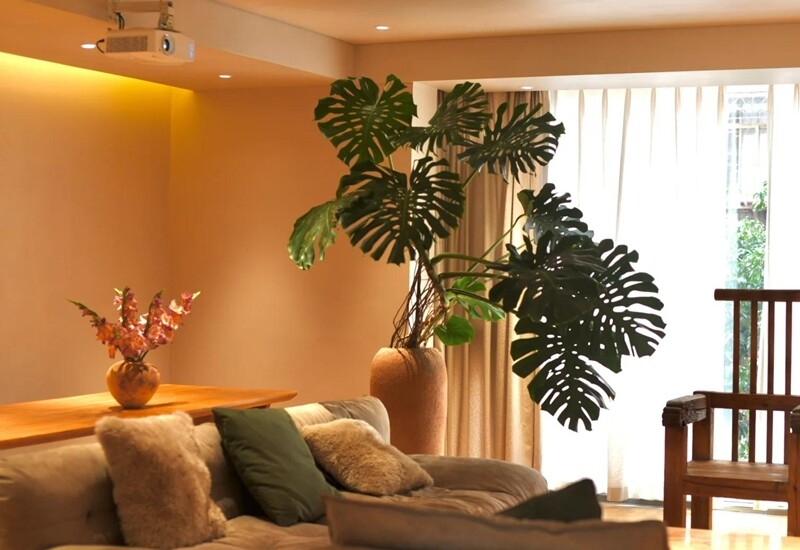 Cây tượng trưng cho sức khỏe, trường thọ và may mắn. Ngoài ra, nó còn có khả năng thanh lọc không khí, hấp thụ khí độc như formaldehyde. Trầu bà thích bóng râm, đất ẩm nhưng thoát nước tốt. Tránh ánh nắng gắt và giữ ấm vào mùa đông để cây luôn phát triển khỏe mạnh.
