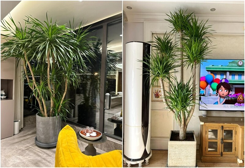 5. Cây phát tài núi hay còn gọi là cây huyết rồng, gây ấn tượng bởi thân cây vững chắc, có thể uốn cong tự nhiên tạo vẻ nghệ thuật. Lá cây dài, mềm mại, mọc xoè từ ngọn, mang lại cảm giác thanh thoát và độc đáo cho không gian sống.