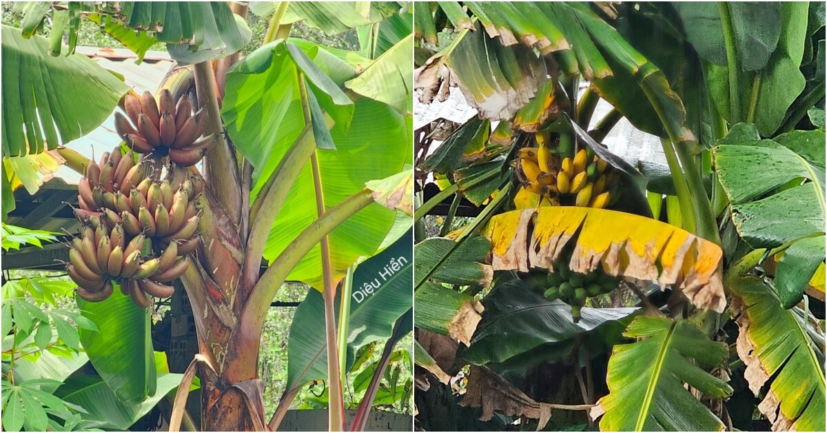 9X bỏ việc kế toán về trồng rau, tạo nên khu vườn 500m2 xanh mướt, đủ loại rau trái giữa lòng TP.HCM - 18
