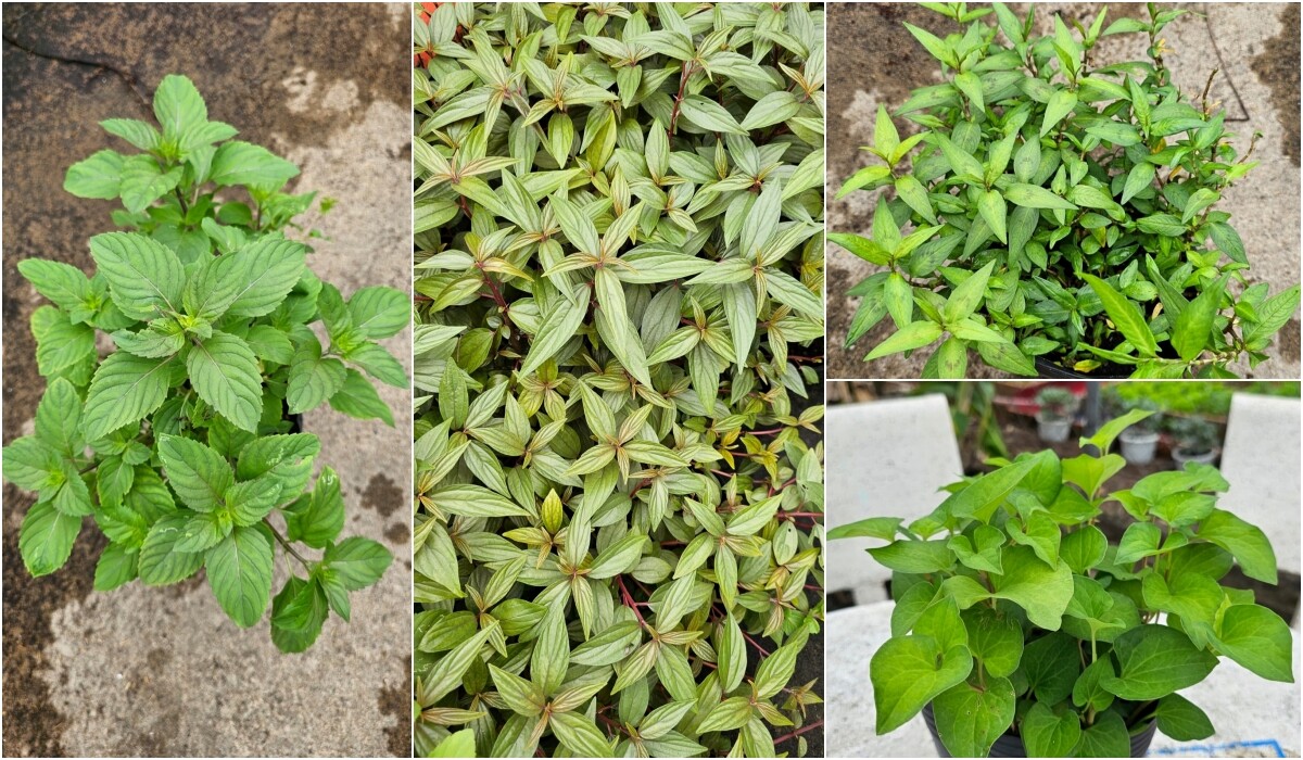 Các loại rau thơm trong vườn nhà chị Hiền.