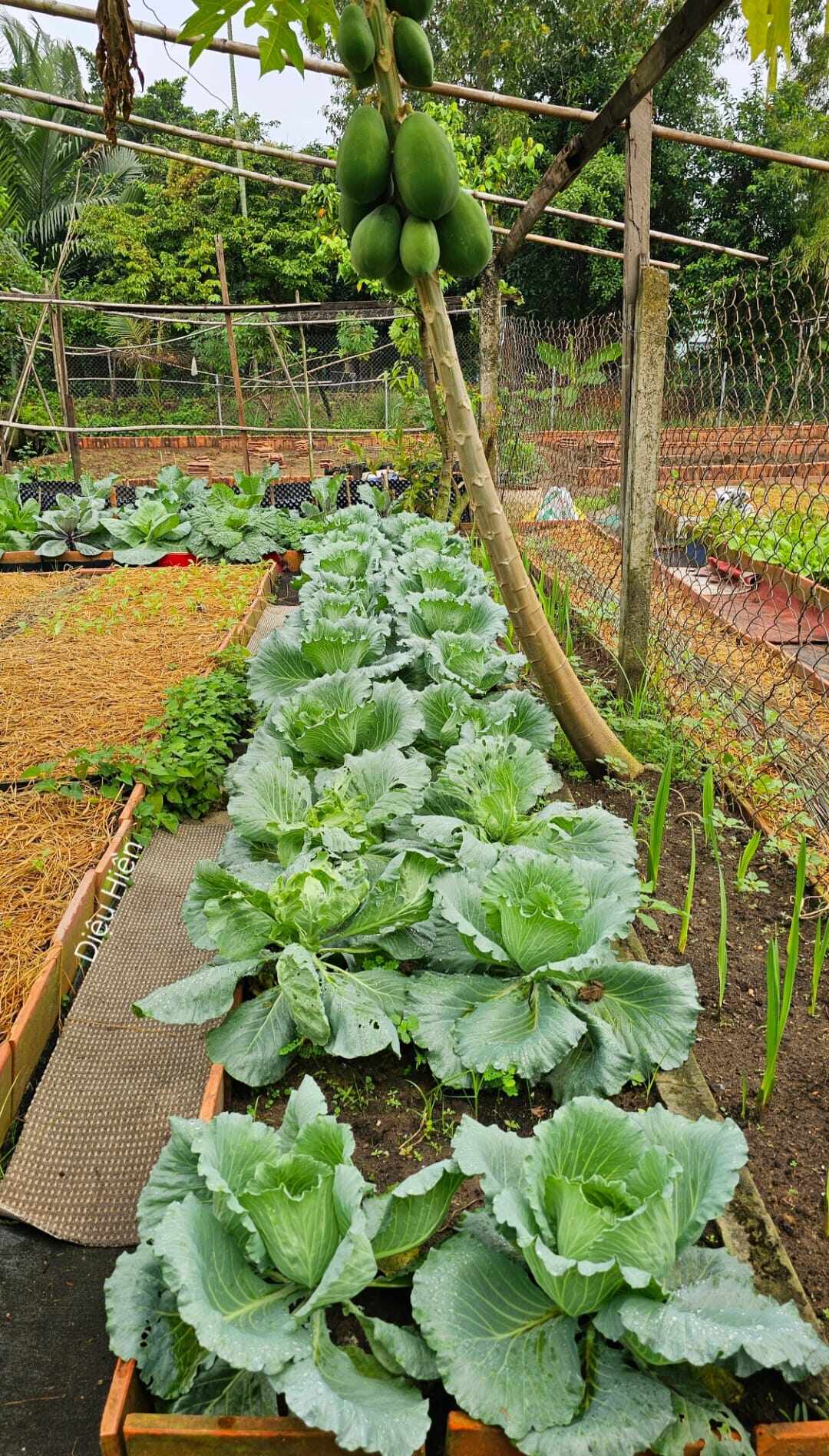 9X bỏ việc kế toán về trồng rau, tạo nên khu vườn 500m2 xanh mướt, đủ loại rau trái giữa lòng TP.HCM - 5