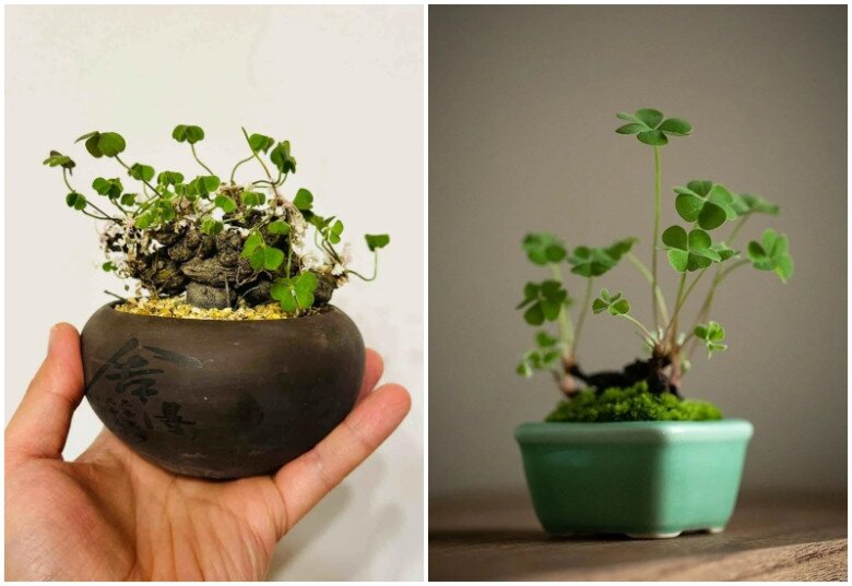 9X trồng cỏ dại như hoa trong 9 năm, cây nở hoa quanh năm, có người trả tiền triệu vì quá đẹp - 15