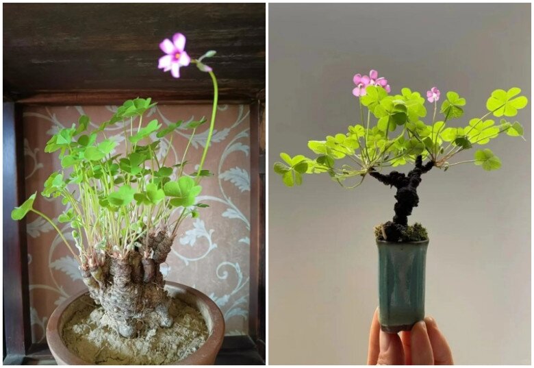 9X trồng cỏ dại như hoa trong 9 năm, cây nở hoa quanh năm, có người trả tiền triệu vì quá đẹp - 14