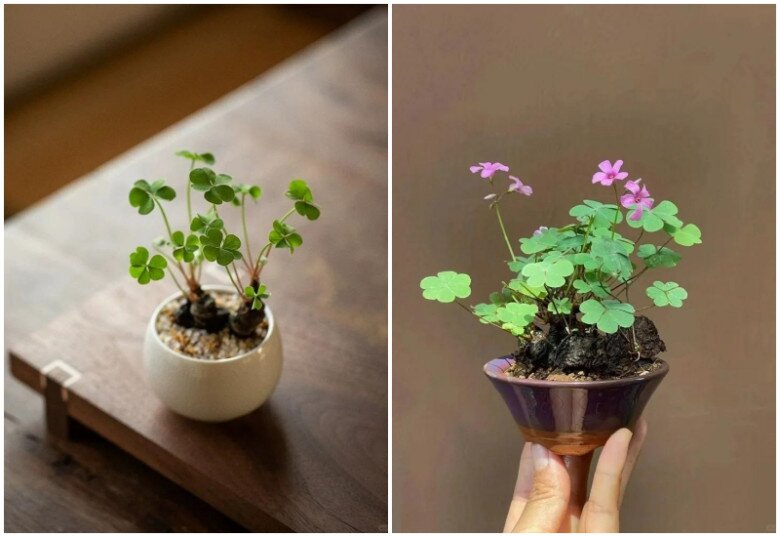 9X trồng cỏ dại như hoa trong 9 năm, cây nở hoa quanh năm, có người trả tiền triệu vì quá đẹp - 12