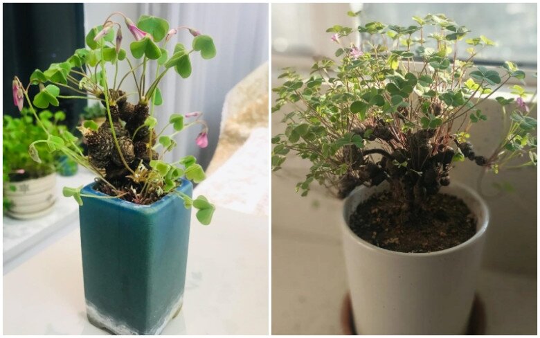 9X trồng cỏ dại như hoa trong 9 năm, cây nở hoa quanh năm, có người trả tiền triệu vì quá đẹp - 8