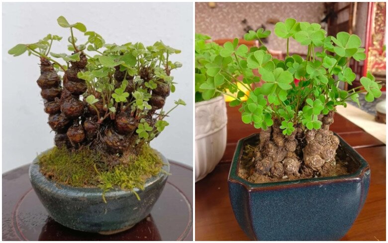 9X trồng cỏ dại như hoa trong 9 năm, cây nở hoa quanh năm, có người trả tiền triệu vì quá đẹp - 4