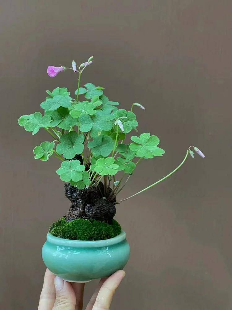 9X trồng cỏ dại như hoa trong 9 năm, cây nở hoa quanh năm, có người trả tiền triệu vì quá đẹp - 5