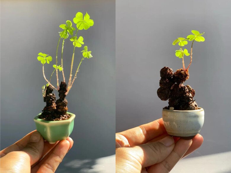 9X trồng cỏ dại như hoa trong 9 năm, cây nở hoa quanh năm, có người trả tiền triệu vì quá đẹp - 3
