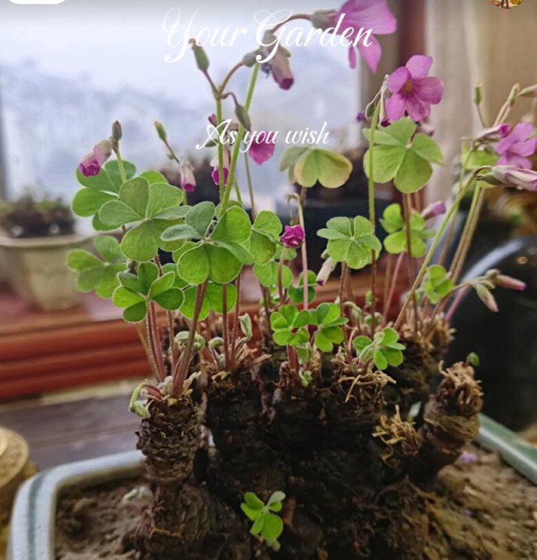 9X trồng cỏ dại như hoa trong 9 năm, cây nở hoa quanh năm, có người trả tiền triệu vì quá đẹp - 9