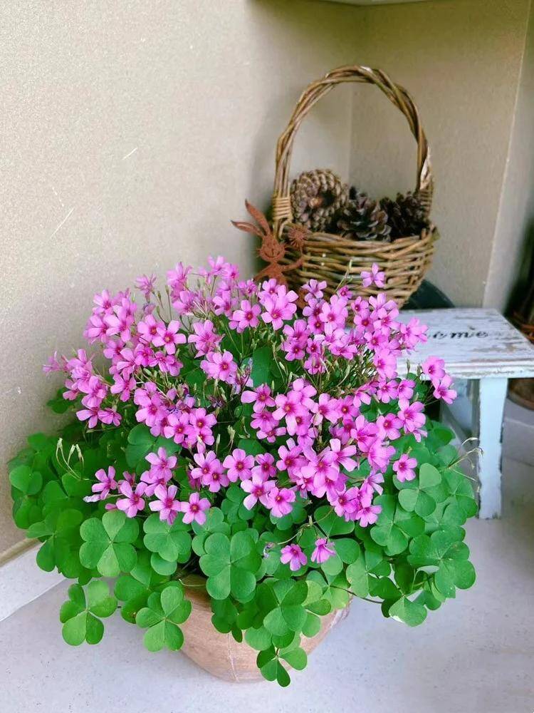 9X trồng cỏ dại như hoa trong 9 năm, cây nở hoa quanh năm, có người trả tiền triệu vì quá đẹp - 2