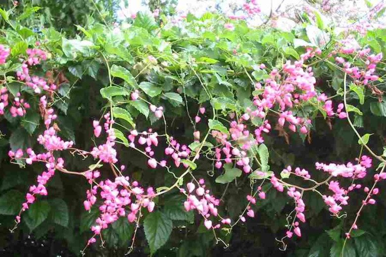 Cây bờ rào đổi đời thành amp;#34;nữ hoàng dây leoamp;#34;, nở quanh năm, vừa làm cảnh vừa làm thuốc, giá 150.000 đồng/cây - 8