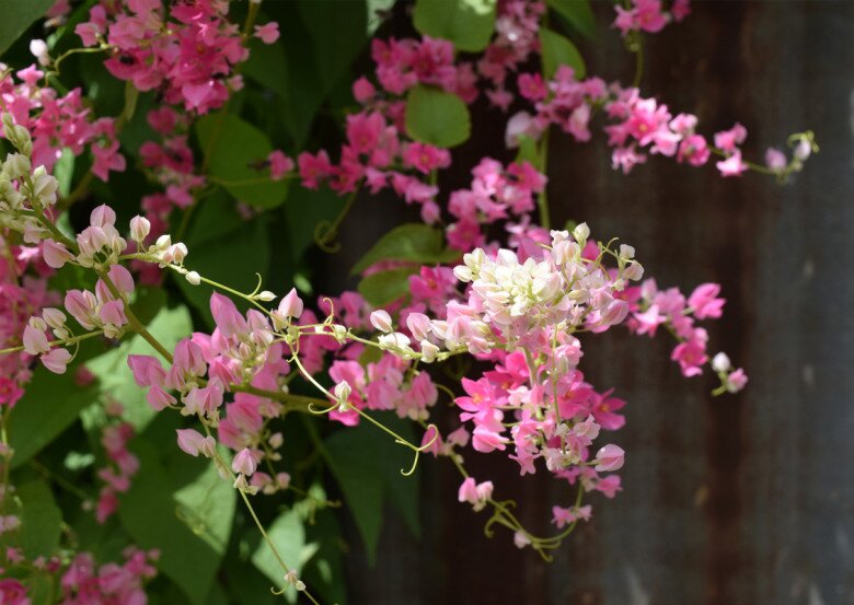 Cây bờ rào đổi đời thành amp;#34;nữ hoàng dây leoamp;#34;, nở quanh năm, vừa làm cảnh vừa làm thuốc, giá 150.000 đồng/cây - 4