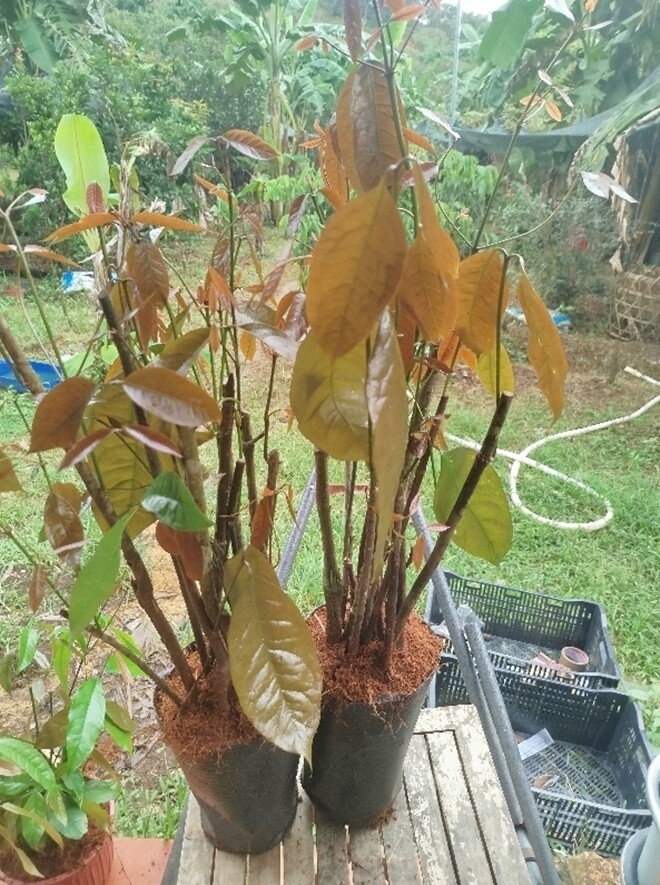 Cây dại cắm đất là lên tua tủa, xưa mọc vạ vật bìa rừng nay thành đặc sản 150.000đ/kg, trồng một cây thu hoạch quanh năm - 7