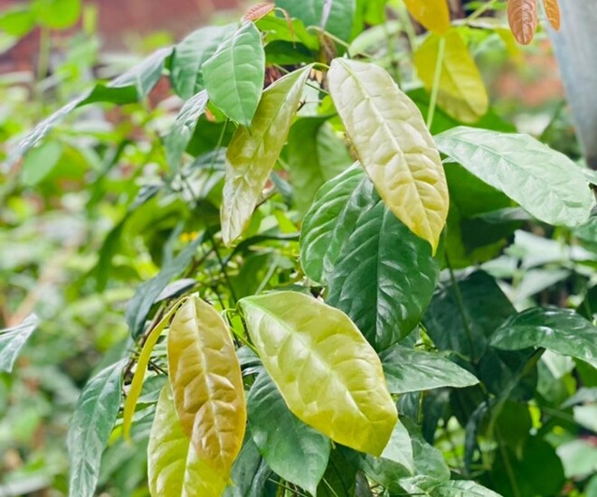 Cây rau nhíp.