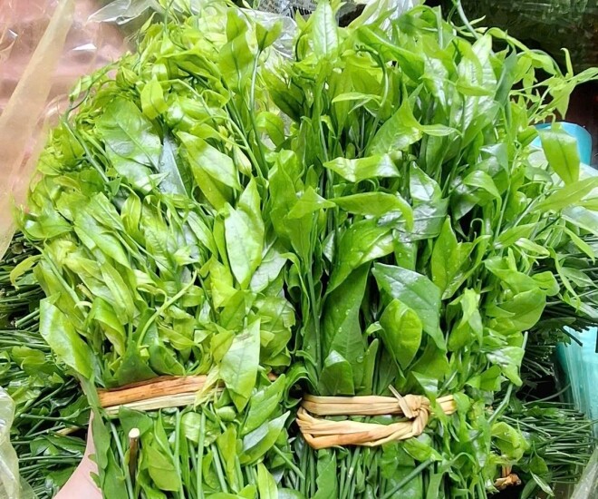 Rau sắng, hay còn gọi là rau ngót rừng.