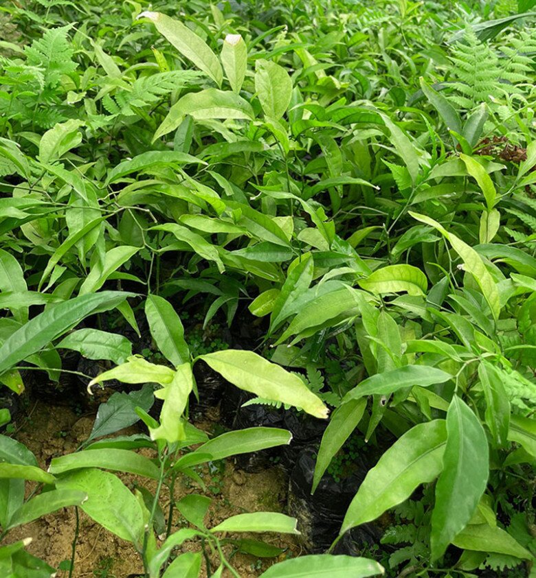 Cây rau sắng khi còn nhỏ.