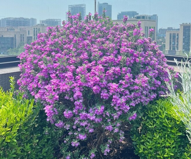 Cách biến ban công có diện tích nhỏ thành khu vườn lãng mạn đầy mê hoặc