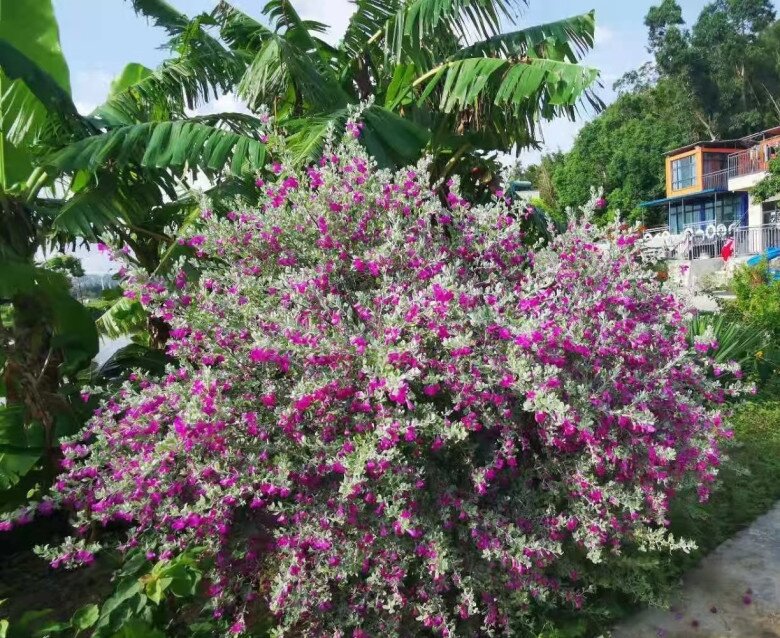 Xem thêm: Loài hoa này đẹp như mẫu đơn, nở 300 ngày mỗi năm, giá 120.000 chậu nhưng cắm một lá xuống đất cũng bén rễ
