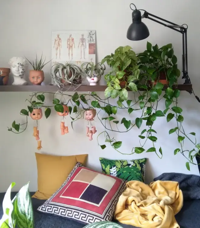 Cây trầu bà có thể đặt trong phòng ngủ không? 10 người thì 9 người trả lời sai - 4