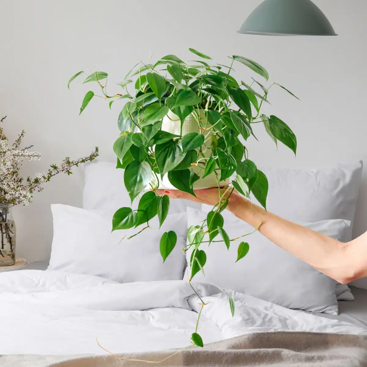 Cây trầu bà có thể đặt trong phòng ngủ không? 10 người thì 9 người trả lời sai - 3
